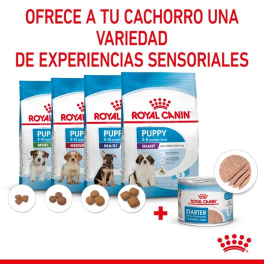 Royal Canin Starter Mommy & Baby mousse latas para perros, , large image number null